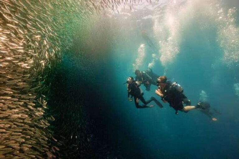 Cebu: Moalboal Scuba Diving, Sardines Run & Pescador Snorkel - The Sum Up