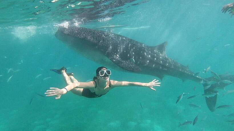 Cebu: Oslob Whale Shark Watching Tour with Hotel Transfer - The Journey Begins: From Cebu to Oslob