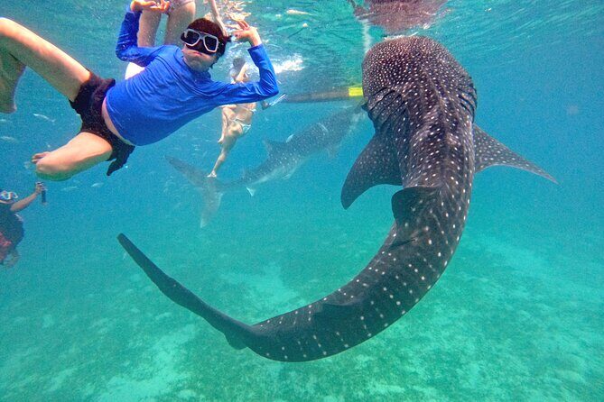 Cebu Oslob Whaleshark and Sumilon Island Full-Day Private Tour - Who Would Love This Tour?