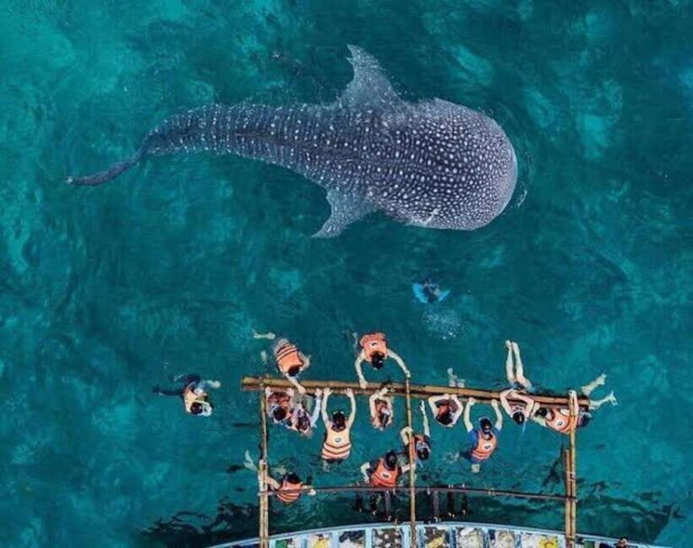 Cebu; Oslob Whaleshark Watching Day Tour - The Experience in a Nutshell