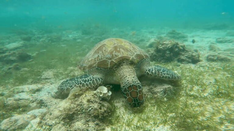 Cebu: Whale Shark Oslob and Moalboal Snorkeling Adventure - The Itinerary Breakdown