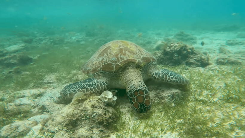 Cebu: Whale Shark Oslob and Moalboal Snorkeling Adventure - The Itinerary Breakdown