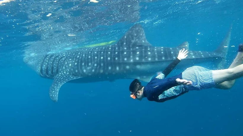 Cebu: Whale Shark Swim and Kawasan Canyoneering Tour - What Makes This Tour Special?