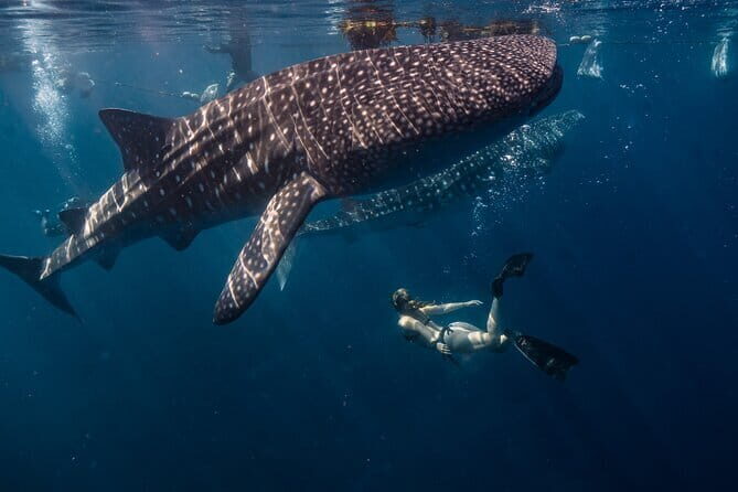 Cebu Whaleshark Watching w/ Sumilon Island Hopping - Why This Tour Delivers Value