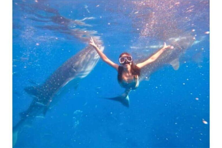 Cebu:Whale Shark, Waterfall, and Sardine Run Group Tour+Meal - What Makes This Tour Stand Out?