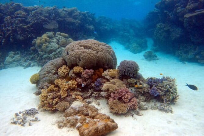 Certified and Beginner Scuba Diving from Pattaya - What to Expect from the Tour