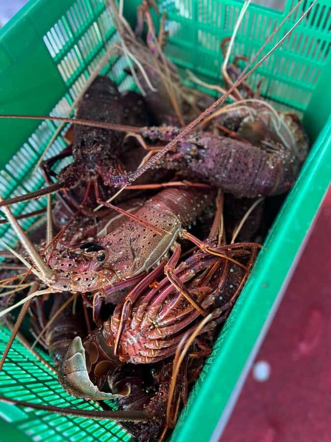 Cervantes: Lobster Catching Tour - Who Should Consider This Tour?