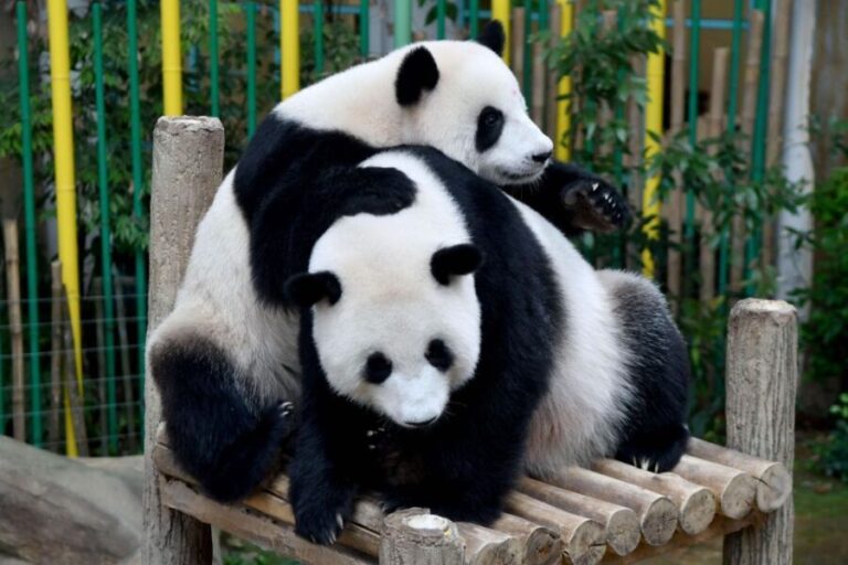 Chengdu: 2 Days Panda, Leshan Buddha and Emeishan Group Tour - Transport and Comfort