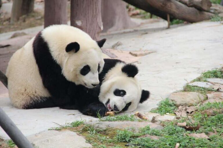 Chengdu: Leshan Buddha Optional Tours w/ Transfer or Guide - What’s Included and What’s Not