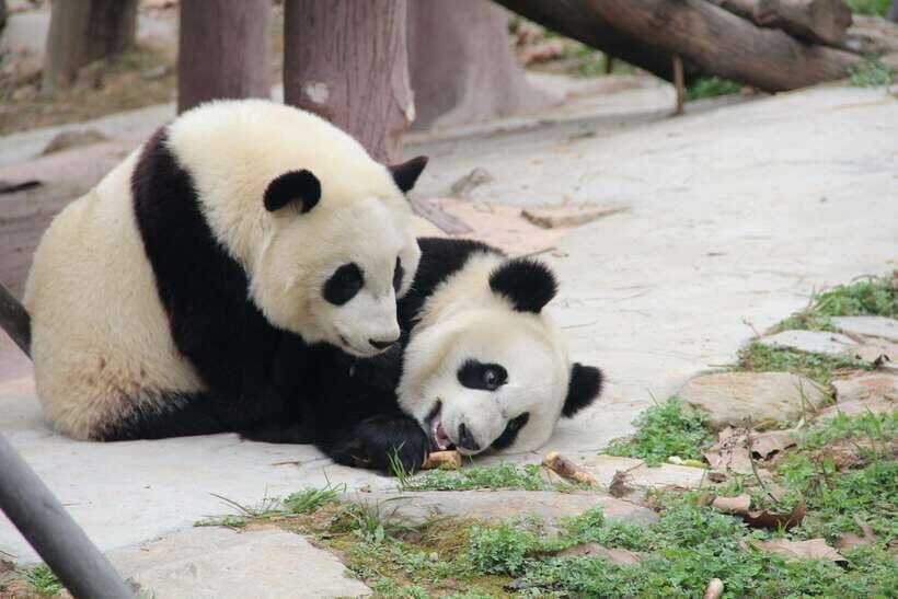 Chengdu: Leshan Buddha Optional Tours w/ Transfer or Guide - What’s Included and What’s Not