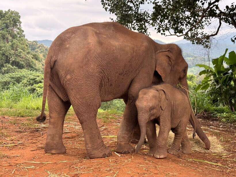Chiang Mai: Elephant Sanctuary & Waterfall Group Tour - What We Love About This Tour
