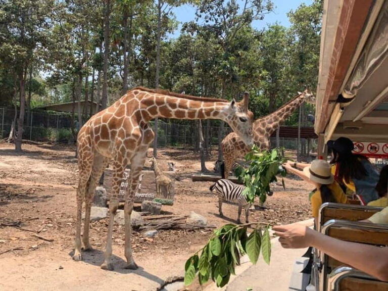 Chiang Mai Night Safari: Entry Ticket with Tram Ride - Who Will Love This Safari?