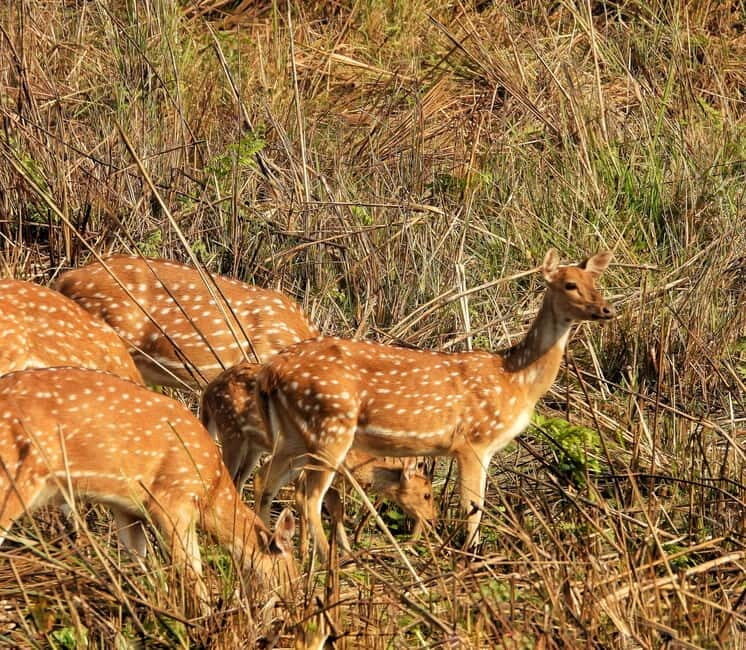 Chitwan: Full-Day Safari Canoeing and Jungle Walk and Jeep - Practical Considerations