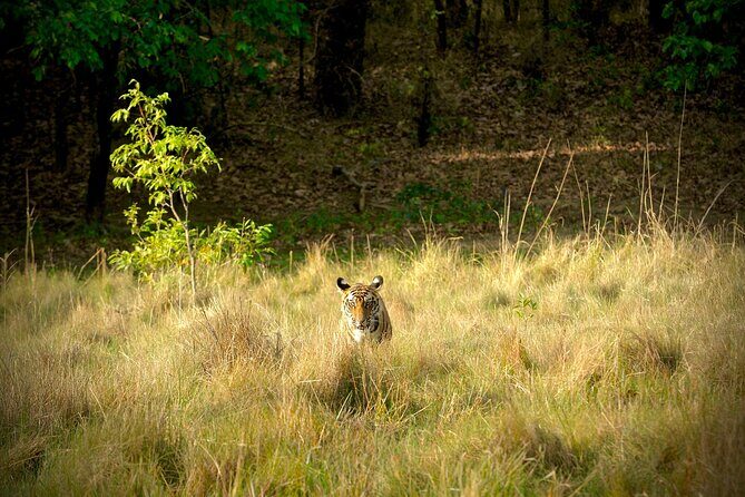 Chitwan jungle safari with canoe river ride - Frequently Asked Questions