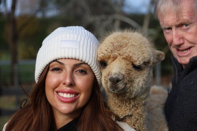 Christchurch Alpaca Farm Tour From Kaiapoi - The Practical Details