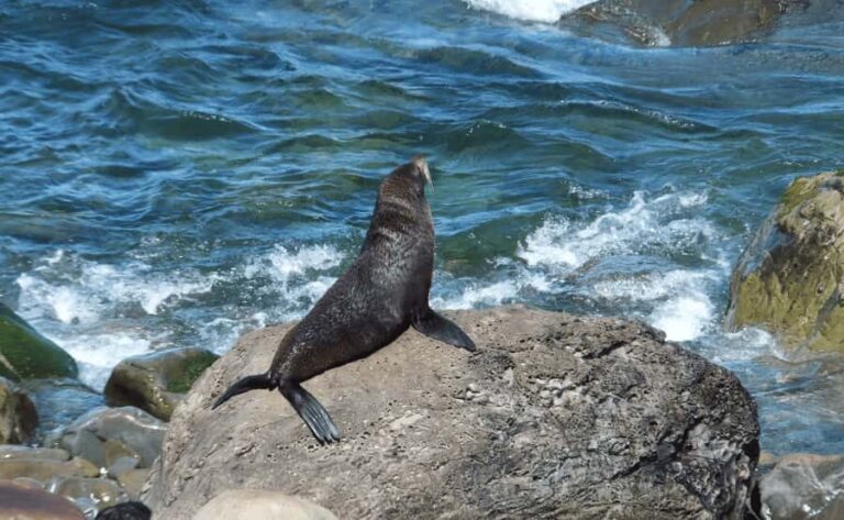 Christchurch: Kaikoura Day Tour with Hotel Pickup - Analyzing the Value