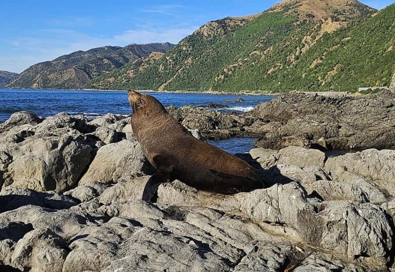 Christchurch: Kaikoura Whale Watching Day Tour - The Marine Wildlife Encounters