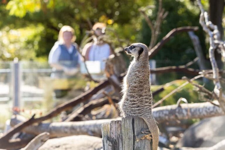 Christchurch: Orana Wildlife Park Admission - The Itinerary: A Day Packed with Wildlife