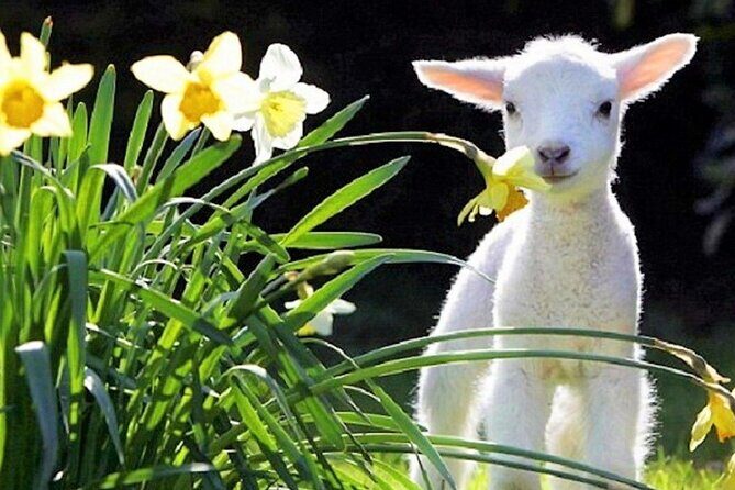 Christchurch Sheep Farm Visit - What Travelers Say: Authenticity and Value