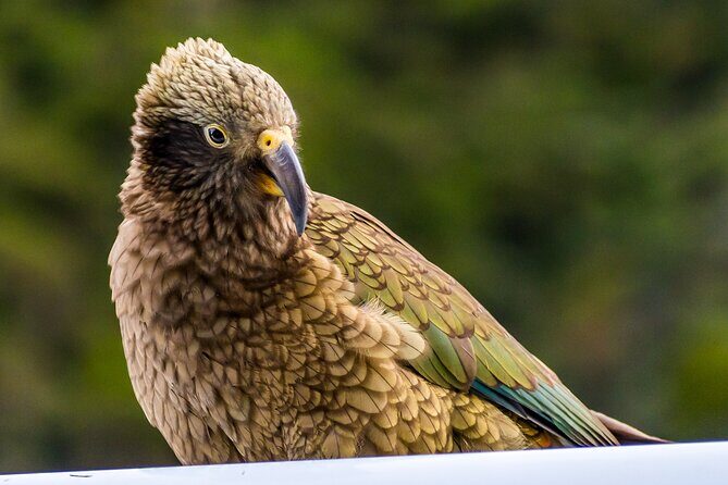 Christchurch to Franz Josef via Hokitika (1 way) - Transportation & Group Size