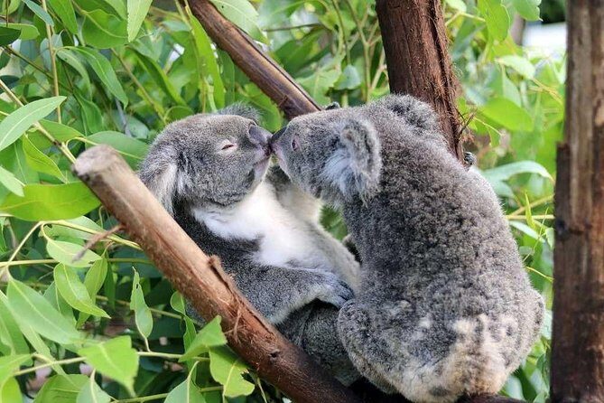 Classic Kuranda by Skyrail and Scenic Railway, Rainforestation & lunch. CKB - Transportation & Logistics