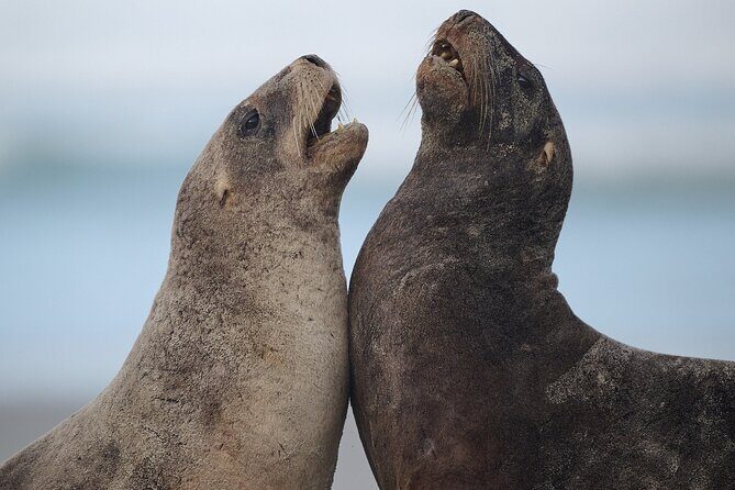 Clearwater Private Penguin & Wildlife Tour from Port Otago (5hrs) - Why This Tour Stands Out