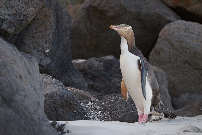 Clearwater Wildlife Tours (small group 10max) Otago Peninsula - An In-Depth Look at the Experience
