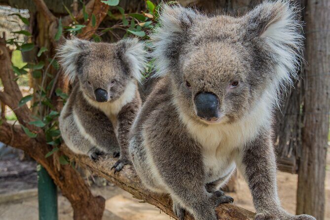 Cleland Wildlife Park Experience - from Adelaide including Mt Lofty Summit - Authentic Experiences and Traveler Feedback