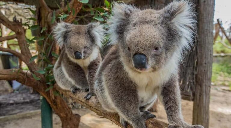 Cleland Wildlife Park Experience with Mount Lofty Summit - The Value of This Experience