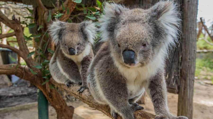 Cleland Wildlife Park Experience with Mount Lofty Summit - The Value of This Experience