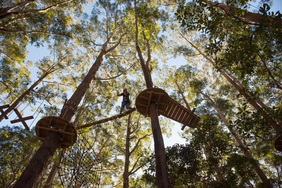 Coffs Harbour: Treetops Adventure Tree Ropes Course - The Value of the Experience