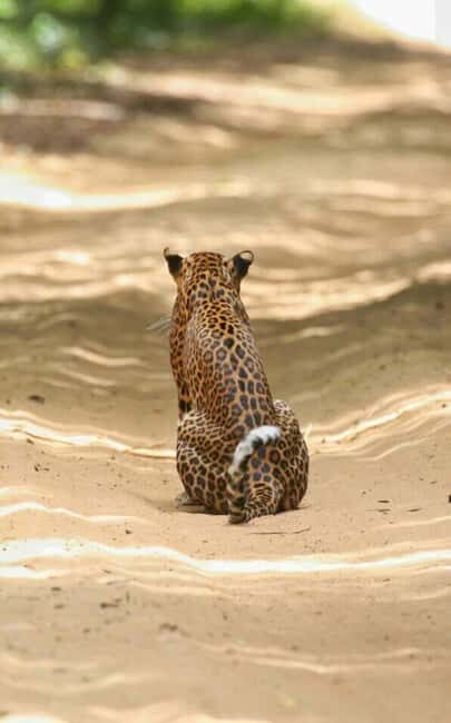 Colombo:Anuradhapura & Wilpattu Safari All Inclusive Tour - Detailed Breakdown: What to Expect at Each Stop