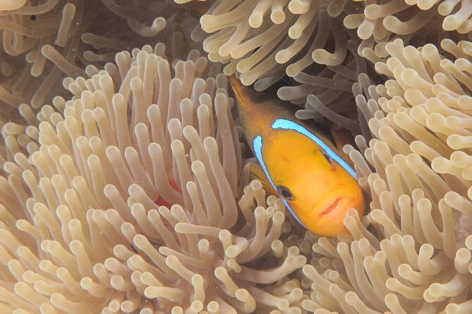 Combo Diving and Snorkeling Full Day Tour - Final Thoughts