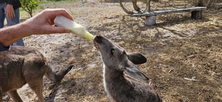 Coonawarra: Caves, Cabernet, & Kangaroos Day Tour & Lunch - Practical Details and Value
