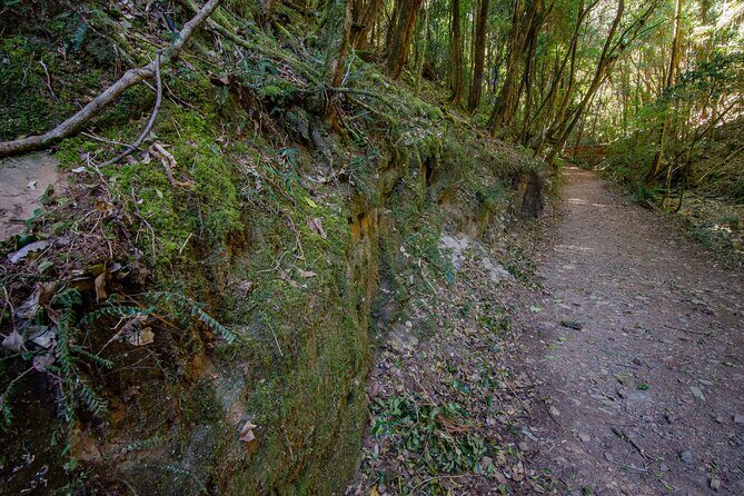 Copeland Tops National Park: Mountain Maid Gold Mine Tour - Walking Through the Rainforest and Hidden Treasures
