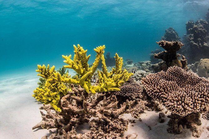 Coral Bay 1-Hour Coral Viewing - The Value Proposition: Is It Worth It?