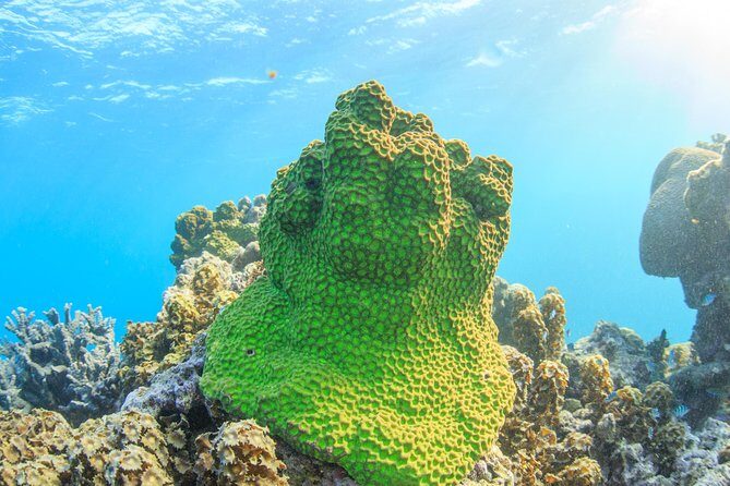 Coral Bay 2-Hour Coral Viewing and Snorkeling - Who Should Consider This Tour?