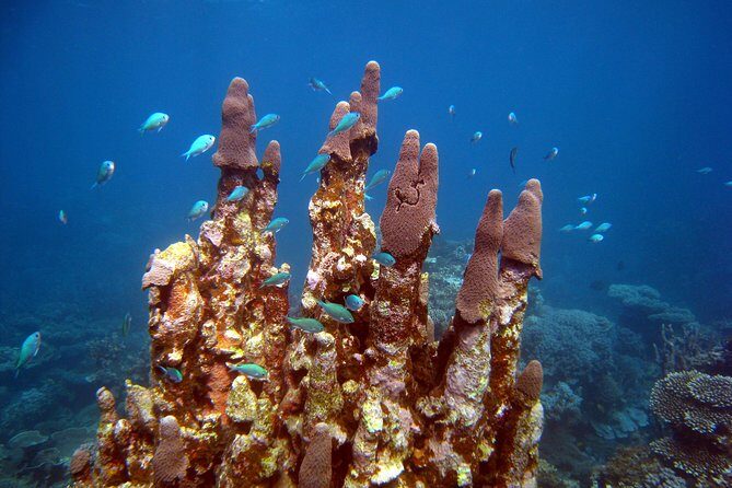 Coral Bay 3-Hour Turtle Ecotour - The Value of the Tour