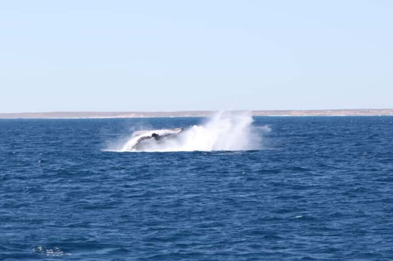 Coral Bay: 3-Hour Whale Watching Experience - Why This Tour Offers Great Value