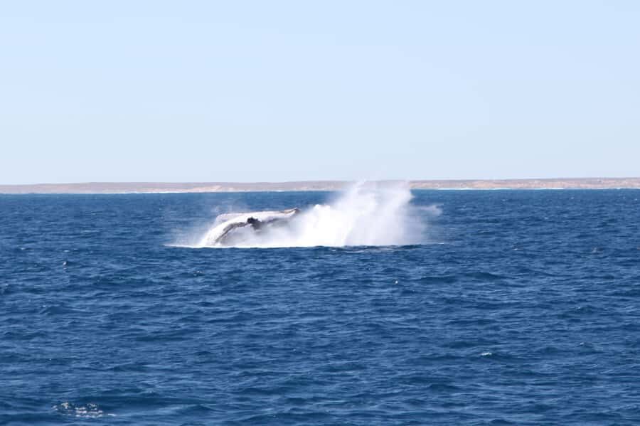 Coral Bay: 3-Hour Whale Watching Experience - Why This Tour Offers Great Value
