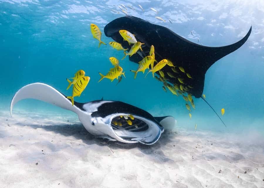 Coral Bay: Half Day Ningaloo Reef Adventure with Manta Rays - Practical Details and Value