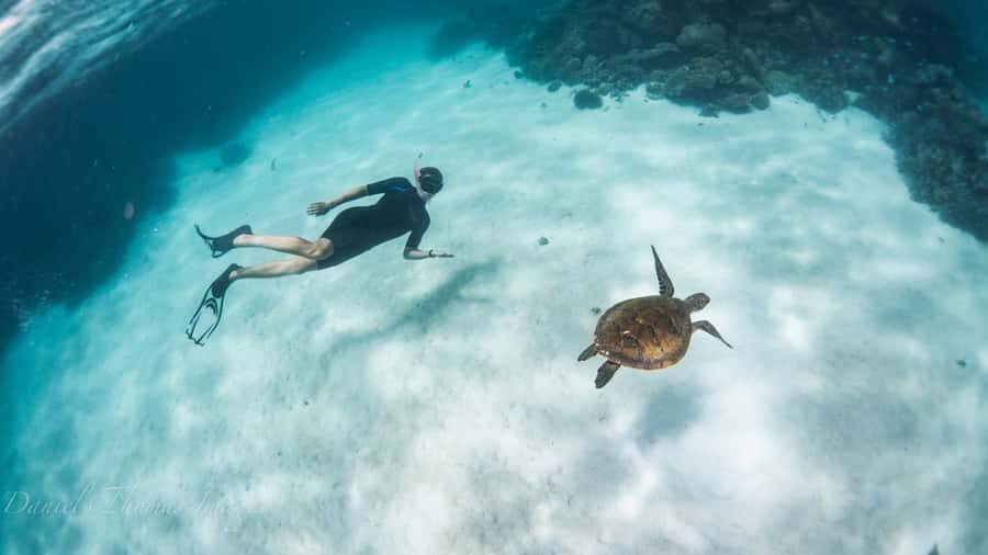 Coral Bay: Ningaloo Reef 3-Hour Turtle Ecotour - Who Will Love This Tour?