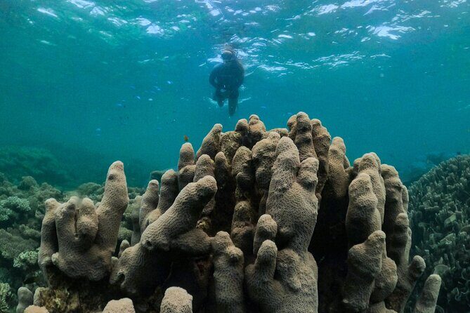 Coral By Kayak - Ningaloo Reef Half Day Kayak & Snorkel Tour - Final Thoughts: Why Choose This Tour?