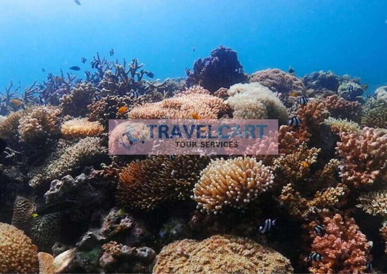 Coron Reef & Wrecks Tour - Real Guest Perspectives