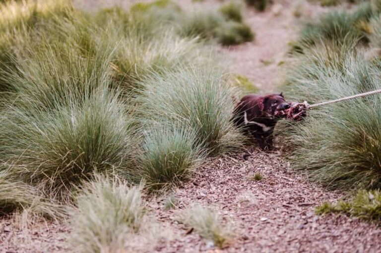 Cradle Mountain: After Dark Tasmanian Devil Feeding Tour - Why This Tour Truly Shines