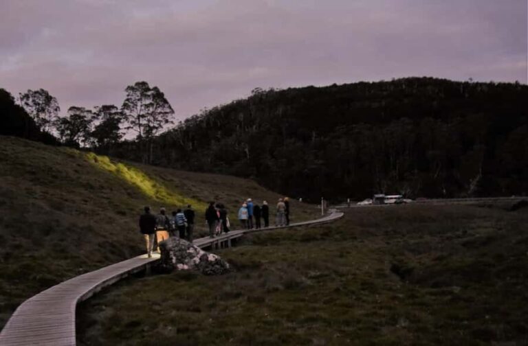Cradle Mountain Wildlife Spotting after Dark - The Pros and Cons of the Experience