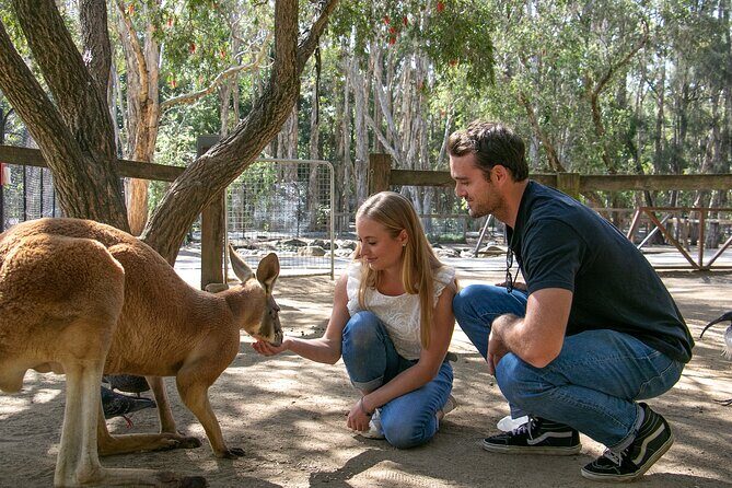Currumbin Wildlife Sanctuary General Entry Ticket - Highlights and Unique Features