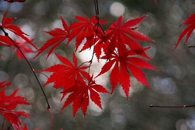 Customized Private Kyoto Tour by a local tour guide - Who Will Love This Tour?