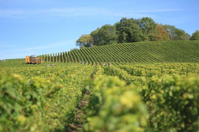 Customized private winery day tour in Yarra Valley at your own choices - A Day in the Vineyards: What to Expect