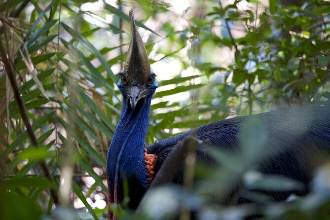 Daintree, Cape Tribulation & River Cruise from Port Douglas - A Detailed Breakdown of the Itinerary